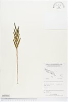 登錄號:BS04860藏品圖，第1張