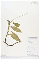 登錄號:BS04861藏品圖，第1張