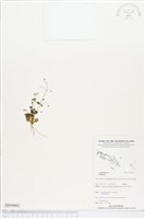 登錄號:BS04863藏品圖，第1張