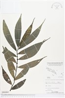 登錄號:BS04865藏品圖，第1張