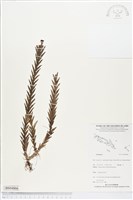 登錄號:BS04866藏品圖，第1張