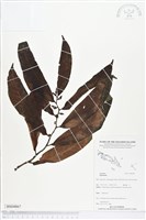 登錄號:BS04867藏品圖，第1張