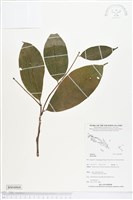 登錄號:BS04868藏品圖，第1張