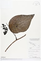 登錄號:BS04869藏品圖，第1張