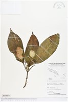 登錄號:BS04870藏品圖，第1張