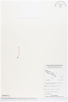 登錄號:BS04871藏品圖，第1張