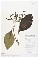 登錄號:BS04872藏品圖，第1張