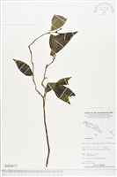 登錄號:BS04873藏品圖，第1張