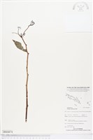 食用樹薯藏品圖，第1張