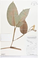 登錄號:BS04877藏品圖，第1張