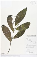 登錄號:BS04878藏品圖，第1張