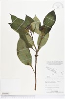登錄號:BS04882藏品圖，第1張