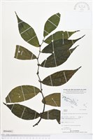 登錄號:BS04883藏品圖，第1張