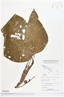 登錄號:BS04884藏品圖，第1張