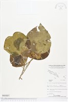 登錄號:BS04885藏品圖，第1張