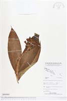 登錄號:BS04888藏品圖，第1張