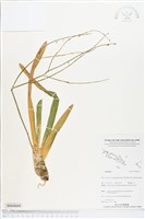 登錄號:BS04889藏品圖，第1張