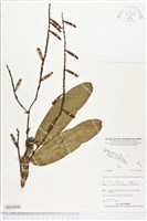 登錄號:BS04890藏品圖，第1張