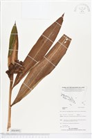 登錄號:BS04892藏品圖，第1張