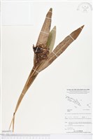 登錄號:BS04893藏品圖，第1張