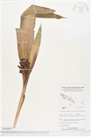 登錄號:BS04895藏品圖，第1張