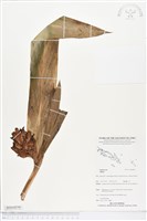 登錄號:BS04896藏品圖，第1張