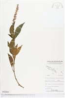 登錄號:BS04898藏品圖，第1張