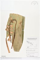 登錄號:BS04899藏品圖，第1張