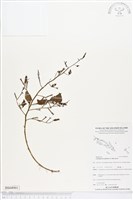 細葉水丁香藏品圖，第1張