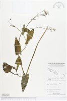 紫背草藏品圖，第1張