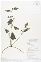 小花蔓澤蘭藏品圖，第1張