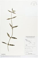 登錄號:BS04904藏品圖，第1張