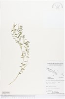 圓錐花遠志藏品圖，第1張