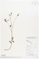 一枝香藏品圖，第1張
