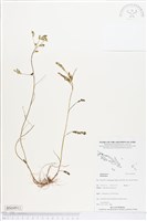 登錄號:BS04911藏品圖，第1張
