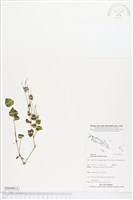 草胡椒藏品圖，第1張