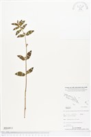 登錄號:BS04913藏品圖，第1張