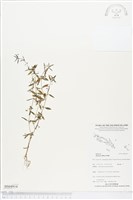 定經草、珠仔草藏品圖，第1張