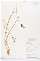 登錄號:BS04915藏品圖，第1張