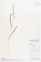 登錄號:BS04917藏品圖，第1張