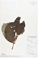 登錄號:BS04918藏品圖，第1張