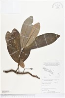 登錄號:BS04919藏品圖，第1張