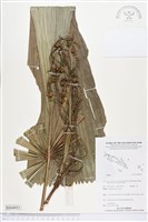 登錄號:BS04921藏品圖，第1張