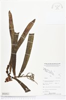 登錄號:BS04923藏品圖，第1張