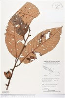 登錄號:BS04924藏品圖，第1張