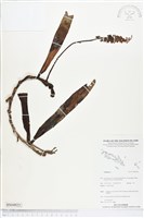 登錄號:BS04925藏品圖，第1張