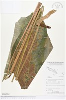 登錄號:BS04926藏品圖，第1張