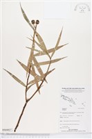 登錄號:BS04927藏品圖，第1張