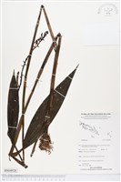 登錄號:BS04928藏品圖，第1張