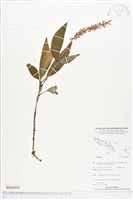 登錄號:BS04929藏品圖，第1張